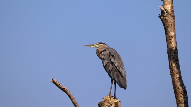 Great blue heron keeping vigil, Centennial Beach. Great blue heron keeping vigil, Centennial Beach.