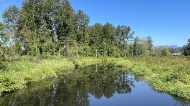 Still Creek, looking west. Still Creek, looking west.