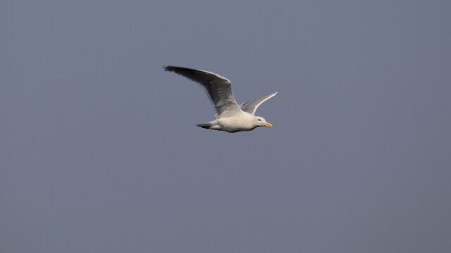 Lonesome gull. Lonesome gull.