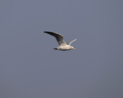 Lonesome gull.