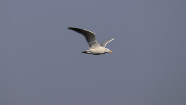 Lonesome gull. Lonesome gull.