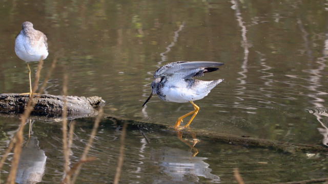 Greater yellowlegs doing a balancing act. Greater yellowlegs doing a balancing act.