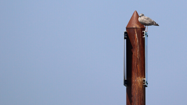 Room for one only. Room for one only.