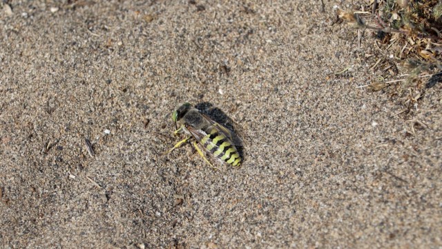 Sand wasp. Sand wasp.