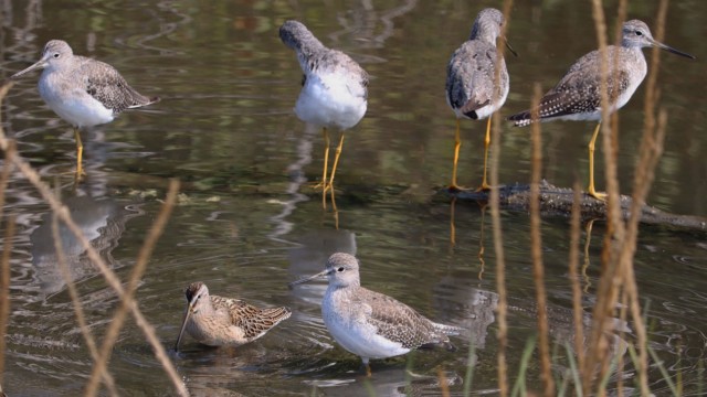 Shorebirds by the shore. Shorebirds by the shore.