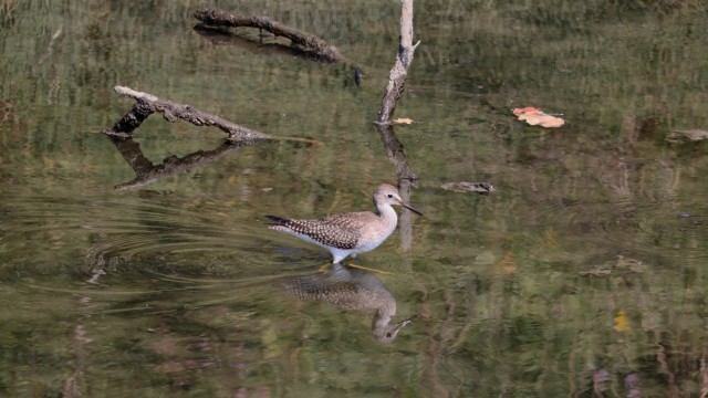 Greater yellowlegs strolling for food. Greater yellowlegs strolling for food.