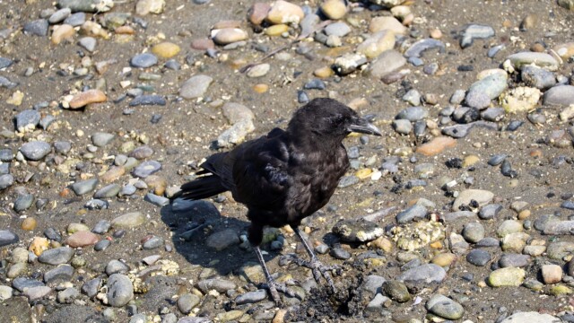 A somewhat scruffy crow. A somewhat scruffy crow.