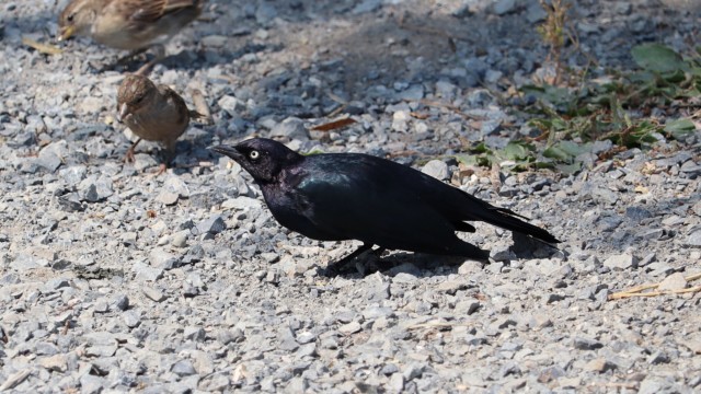 Brewer's blackbird, giving everyone The Eye. Brewer's blackbird, giving everyone The Eye.