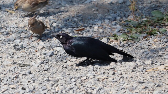 Brewer's blackbird, giving everyone The Eye. Brewer's blackbird, giving everyone The Eye.