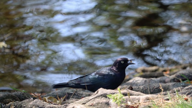 Brewer's blackbird, triumphantly having acquired a seed. Brewer's blackbird, triumphantly having acquired a seed.
