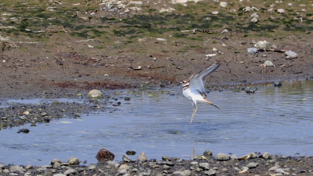 Killdeer doing the flap. Killdeer doing the flap.