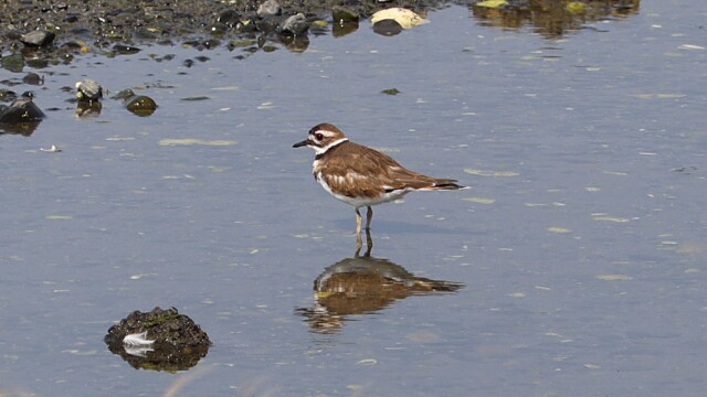 Killdeer at rest, looking slightly weird, as they do. Killdeer at rest, looking slightly weird, as they do.