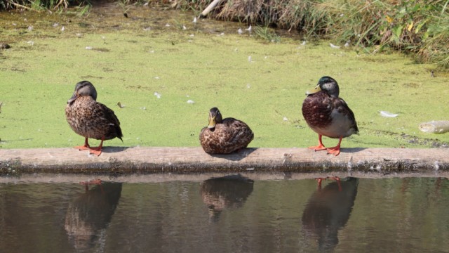 Ducks before muck. Ducks before muck.