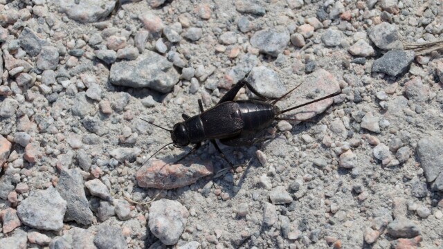 Shiny black beetle. Shiny black beetle.