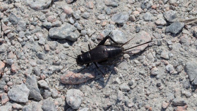 Shiny black beetle. Shiny black beetle.