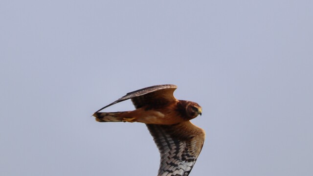 Female harrier swooping by, up close. Female harrier swooping by, up close.