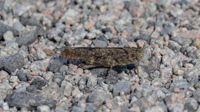 Grasshopper between hops. Grasshopper between hops.
