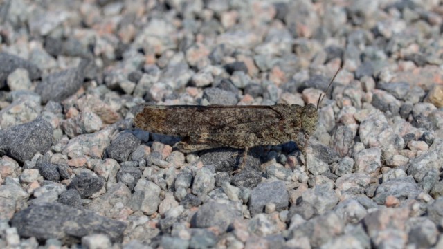 Grasshopper between hops. Grasshopper between hops.