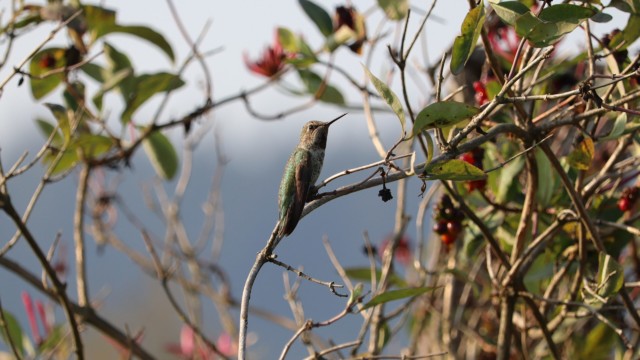 Anna's hummingbird, between rounds of feeding and fighting. Anna's hummingbird, between rounds of feeding and fighting.