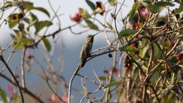Anna's hummingbird, between rounds of feeding and fighting. Anna's hummingbird, between rounds of feeding and fighting.