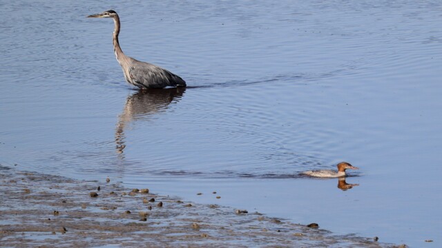 Great blue heron and common merganser passing by in the shallows.