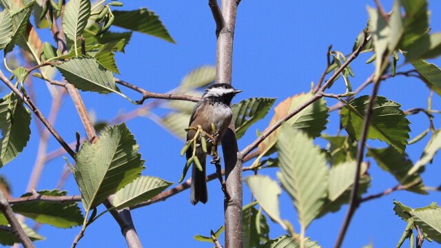 Black-capped chickadee hanging out.