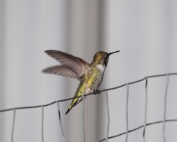 Anna's hummingbird, pausing for a moment on a wire fence.