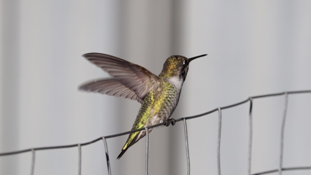 Anna's hummingbird, pausing for a moment on a wire fence. Anna's hummingbird, pausing for a moment on a wire fence.