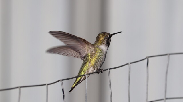Anna's hummingbird, pausing for a moment on a wire fence. Anna's hummingbird, pausing for a moment on a wire fence.