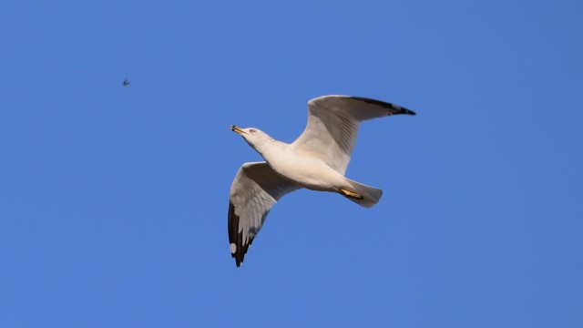 A ring-billed seagull in flight over Iona Beach
