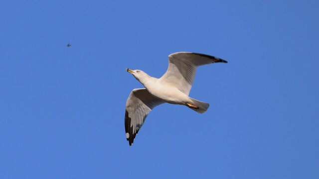 A ring-billed seagull in flight over Iona Beach