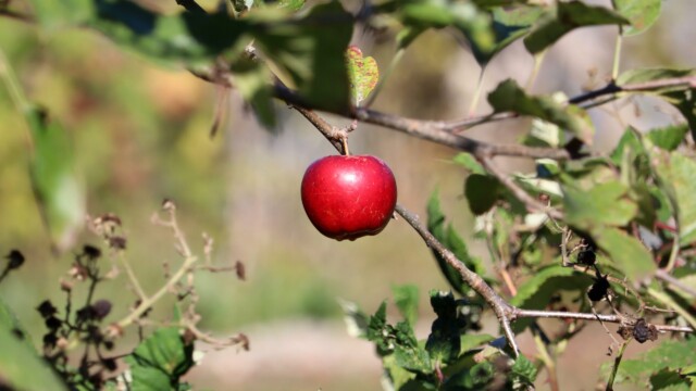 An apple awaits its future fate.