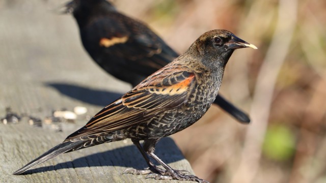 Adolescent blackbird has seed Adolescent blackbird has seed
