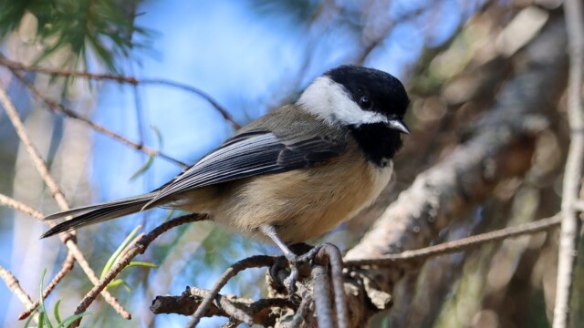 Chickadee on a branch Chickadee on a branch