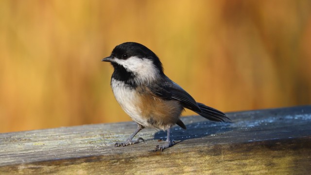 Chickadee on a railing, against a golden backdrop Chickadee on a railing, against a golden backdrop
