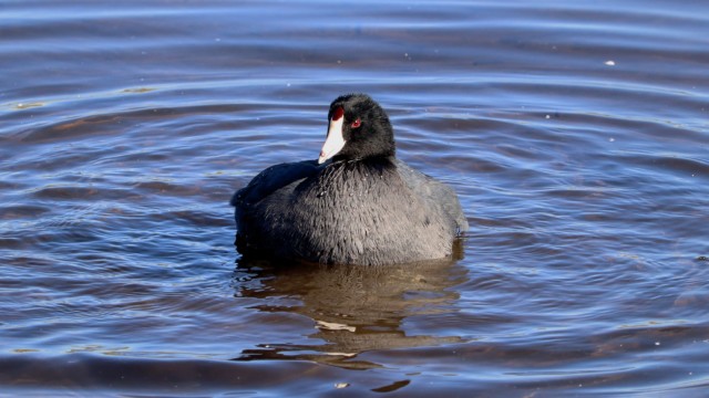 Coot looking fluffy after a bath Coot looking fluffy after a bath