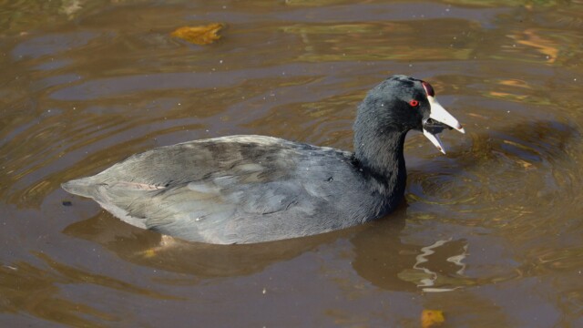 A little blurred, but behold the unhinged jaw of the American coot A little blurred, but behold the unhinged jaw of the American coot