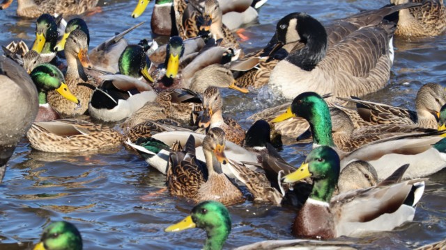 Duck (and goose) feeding frenzy Duck (and goose) feeding frenzy
