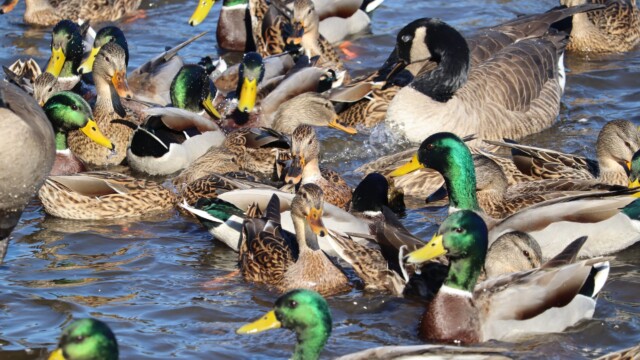 Duck (and goose) feeding frenzy Duck (and goose) feeding frenzy