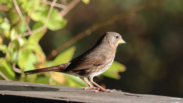 Fox sparrow in the bright light of morning Fox sparrow in the bright light of morning
