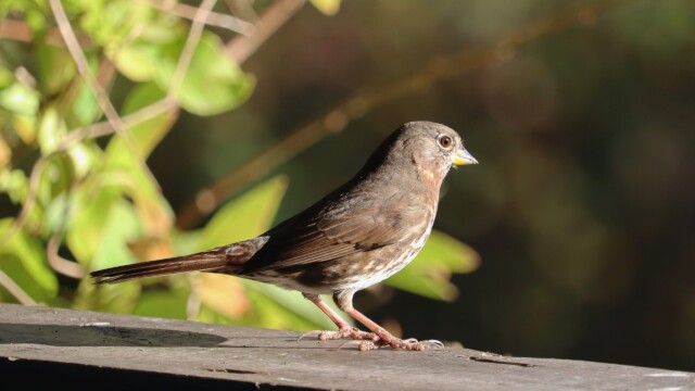 Fox sparrow in the bright light of morning Fox sparrow in the bright light of morning