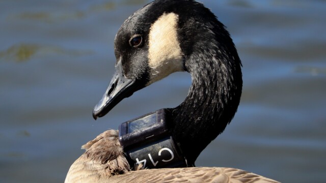 C14 at rest A goos tagged C14 at rest