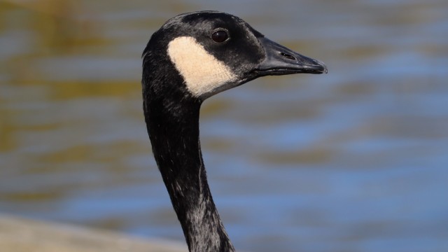 A goose ponders A goose ponders