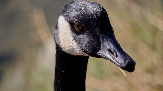Grassy goose Grassy goose