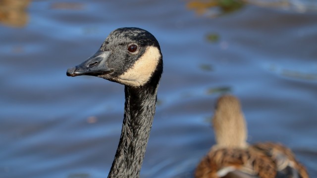 A goose ponders, with duck in background A goose ponders, with duck in background
