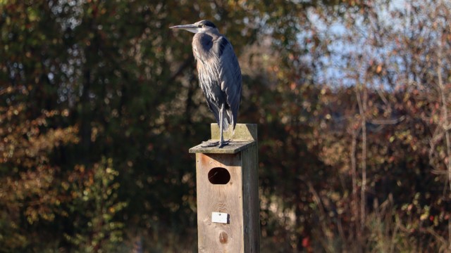 Heron standing on a bird box because no way it's fitting in that joint. Heron standing on a bird box because no way it's fitting in that joint.