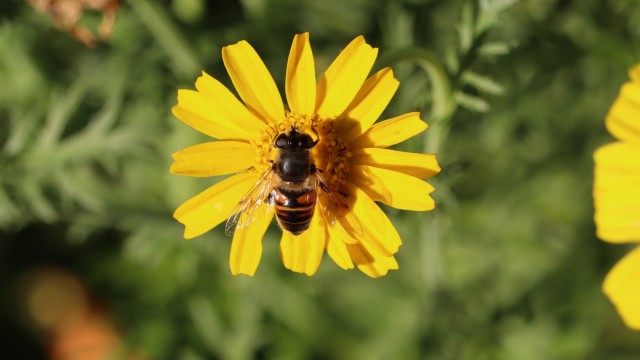 Hoverfly on a flower Hoverfly on a flower