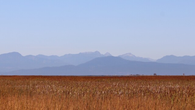 Looking over the marshlands of Reifel to the mountains of Vancouver Island. Looking over the marshlands of Reifel to the mountains of Vancouver Island.