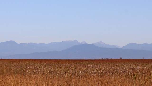 Looking over the marshlands of Reifel to the mountains of Vancouver Island. Looking over the marshlands of Reifel to the mountains of Vancouver Island.