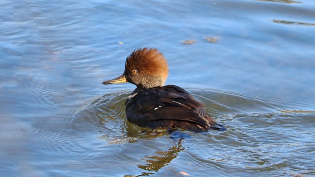 A merganser on the move A merganser on the move
